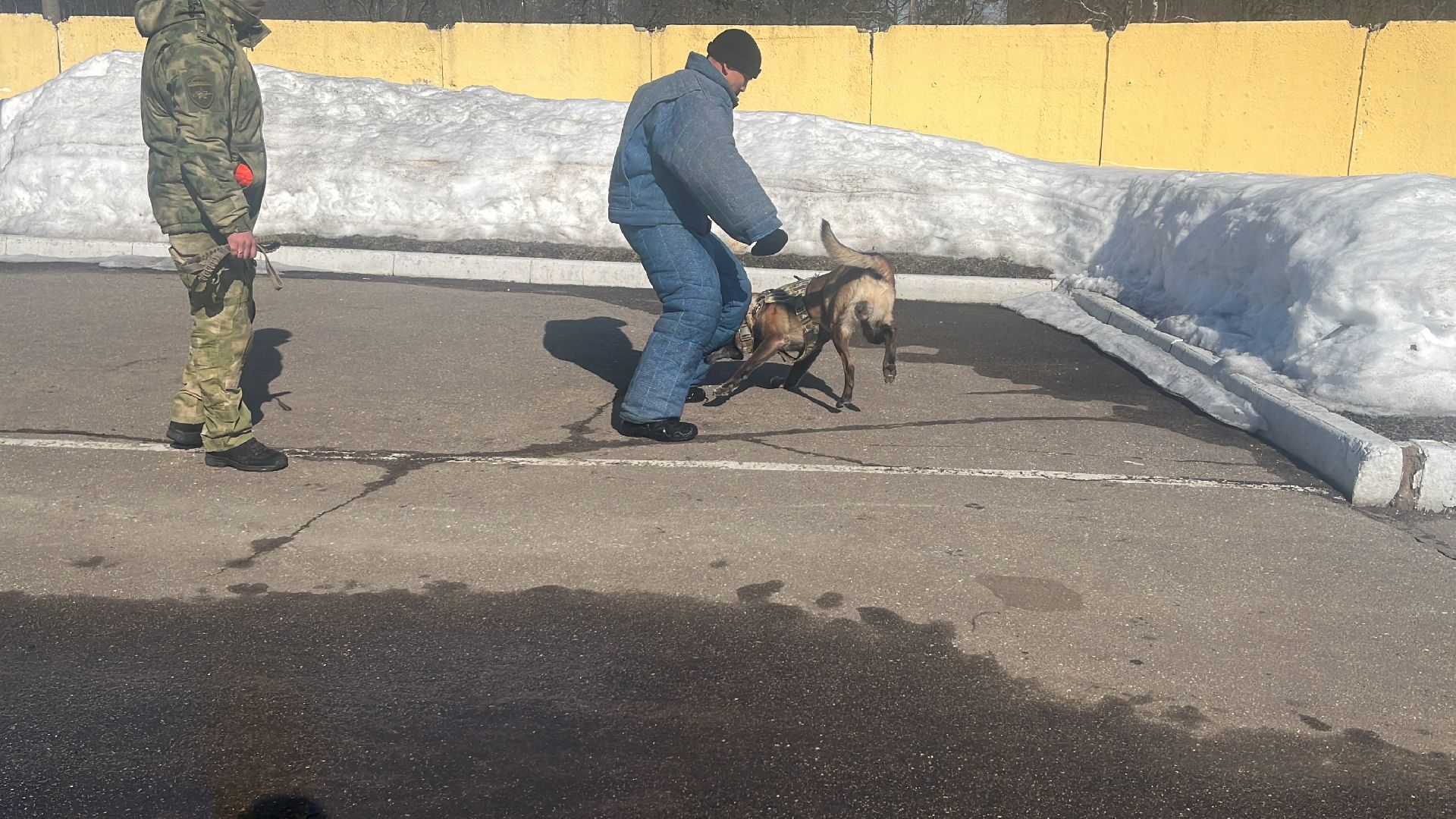 служебная собака, награда,