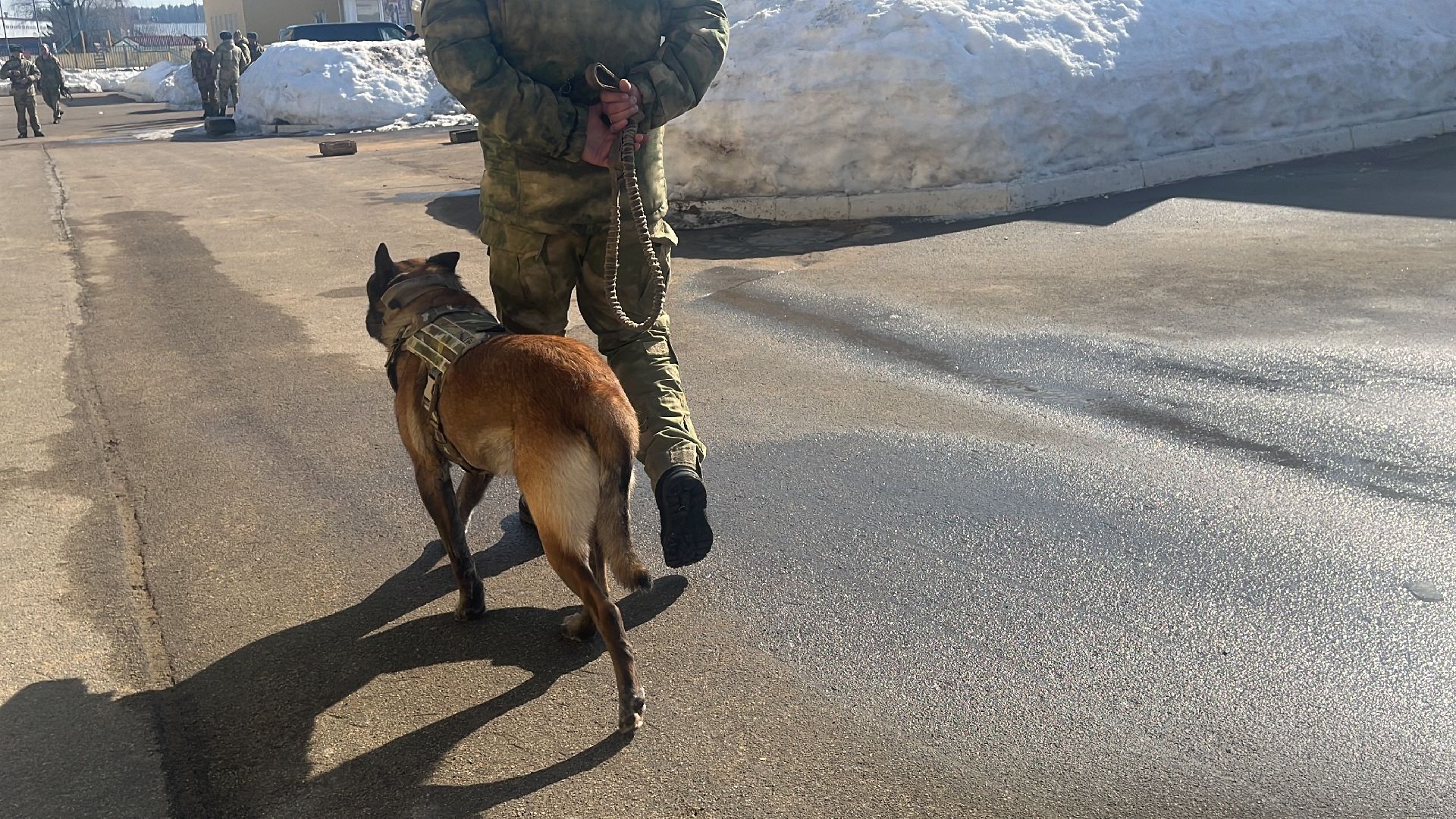 служебная собака, награда,