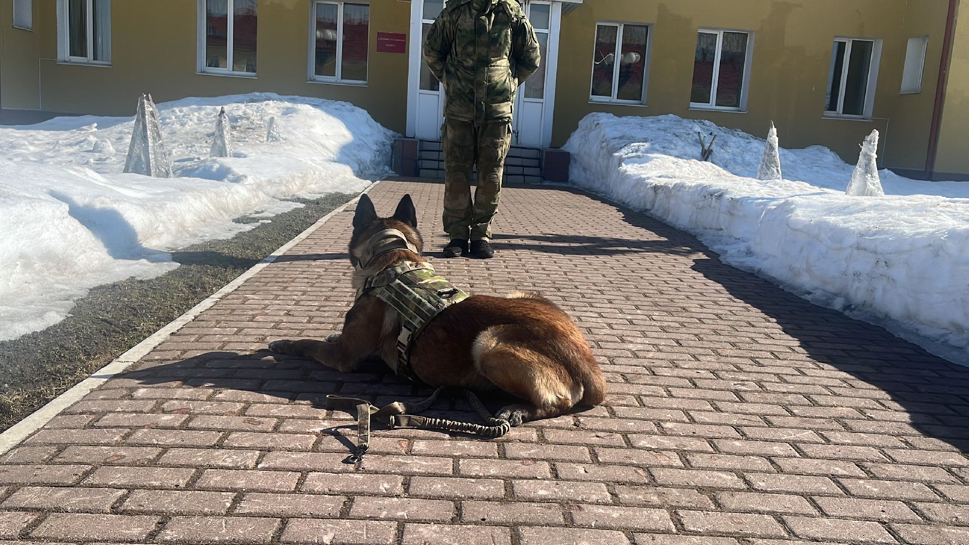 служебная собака, награда,