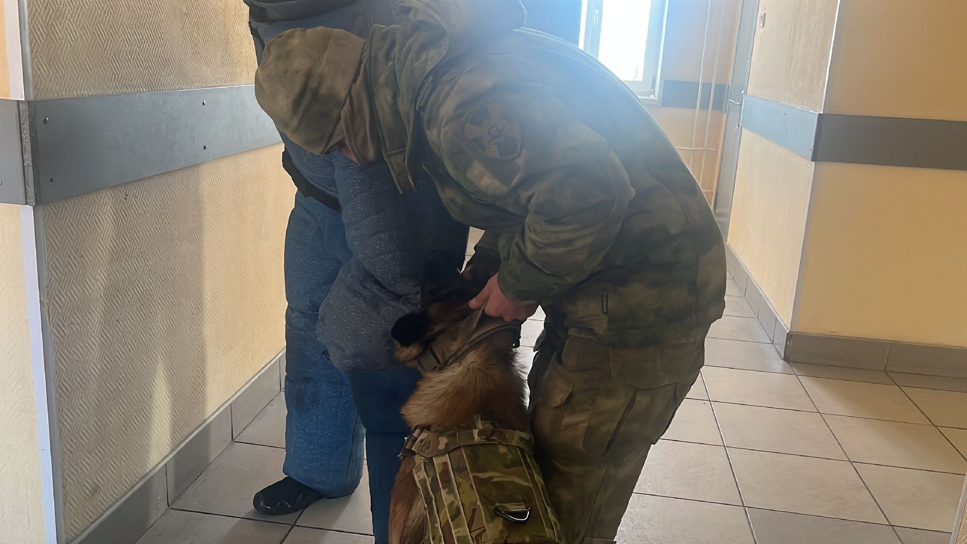 служебная собака, награда,