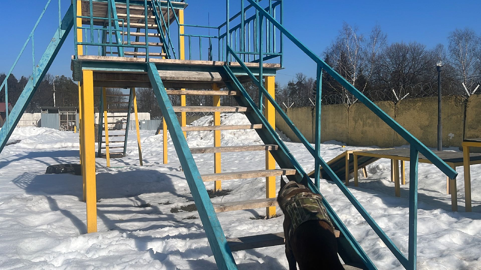 служебная собака, награда,