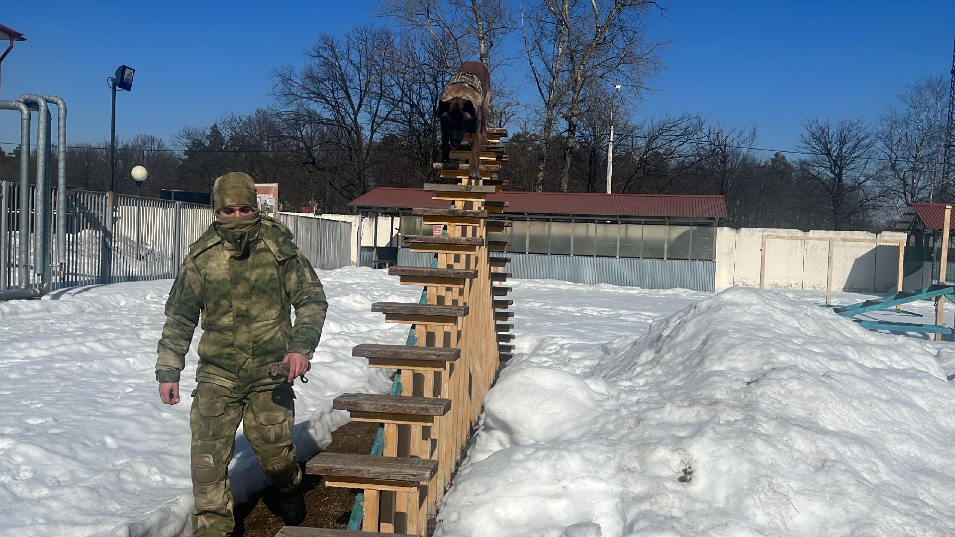 служебная собака, награда,