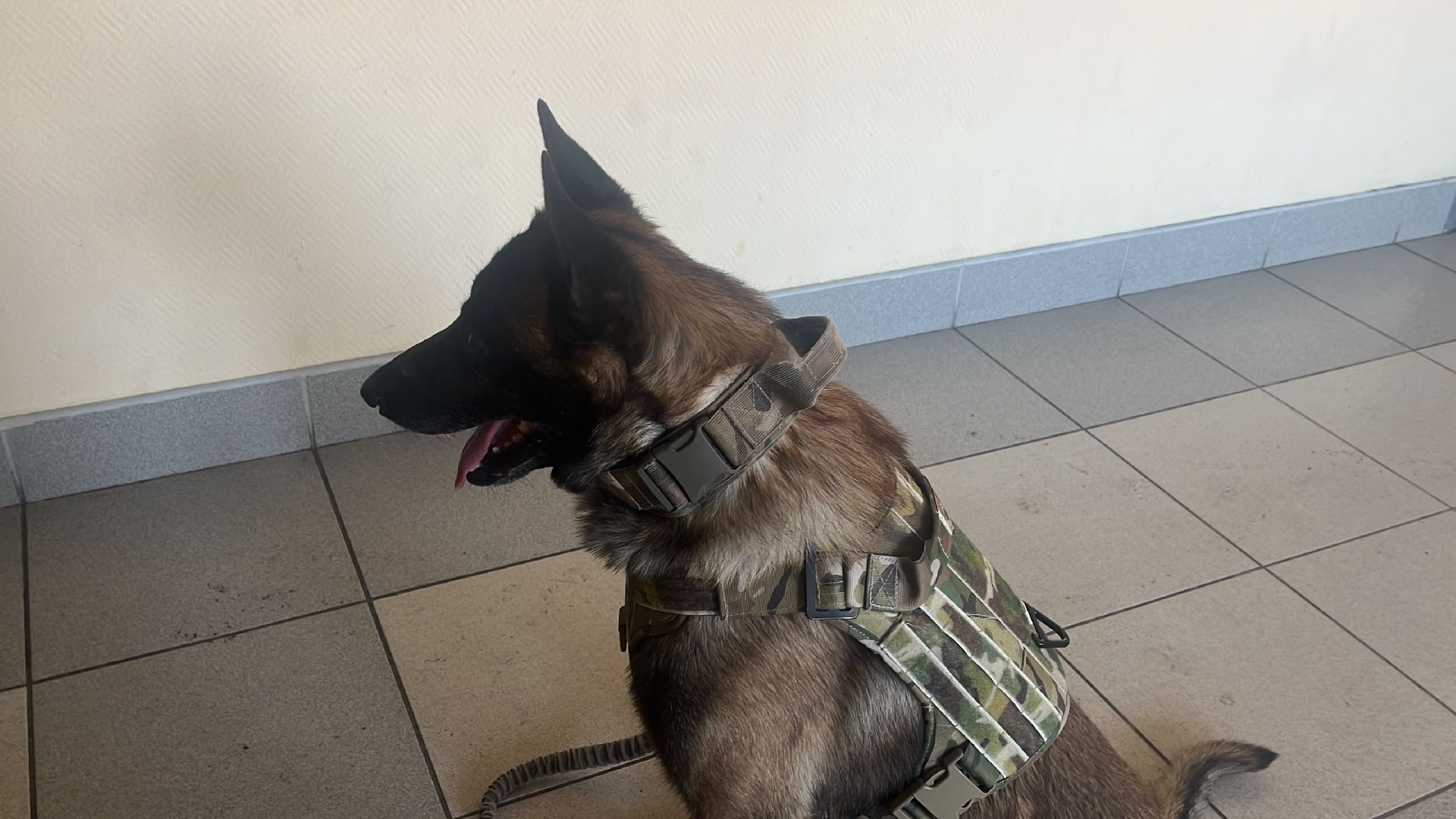 служебная собака, награда,