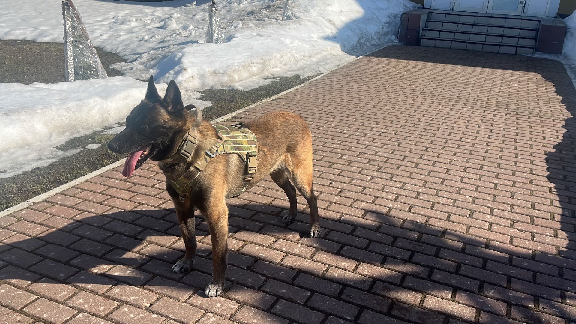 служебная собака, награда,