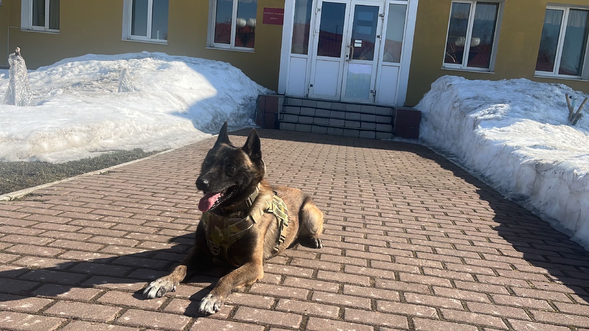 служебная собака, награда,