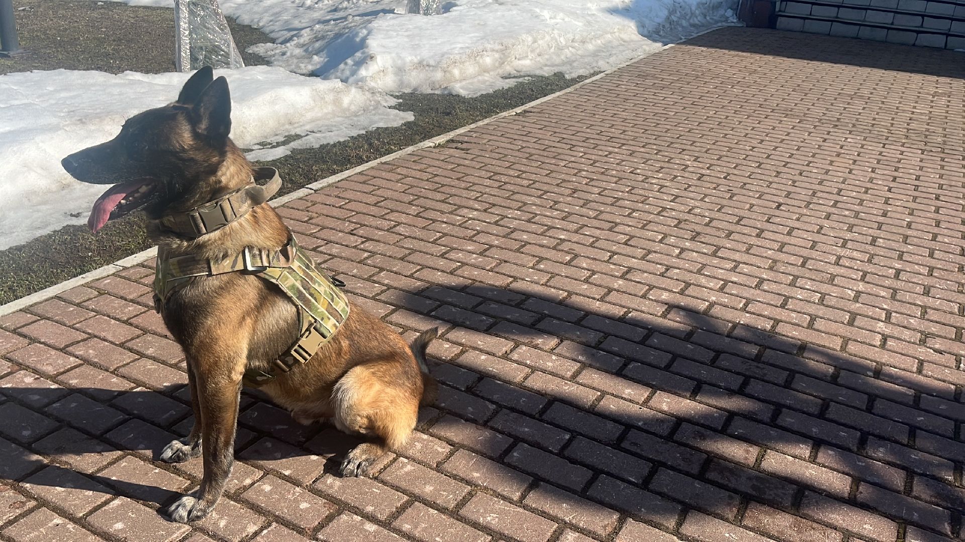 служебная собака, награда,