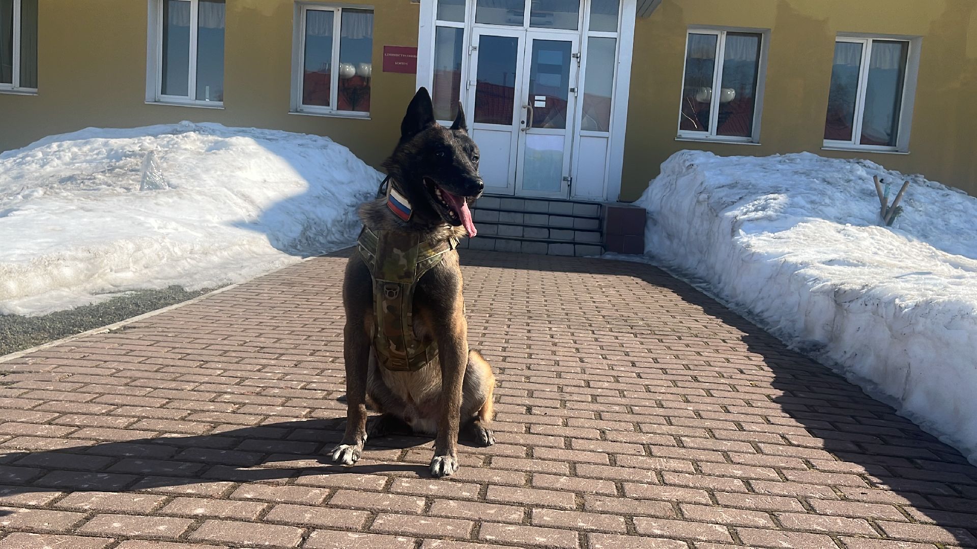 служебная собака, награда,