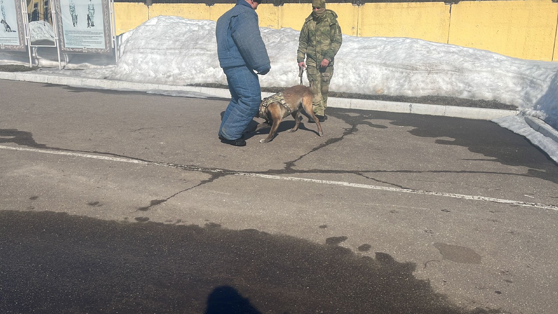 служебная собака, награда,