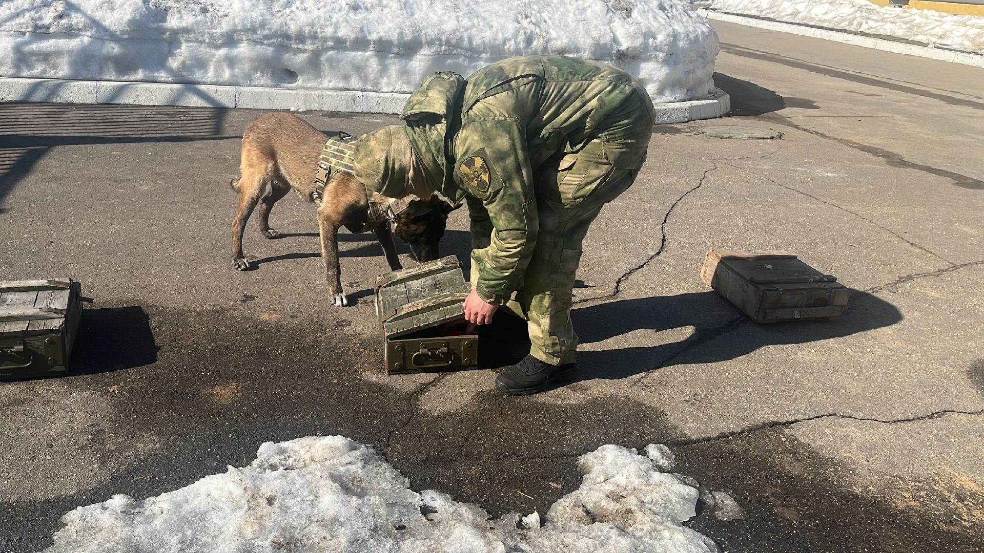 служебная собака, награда,