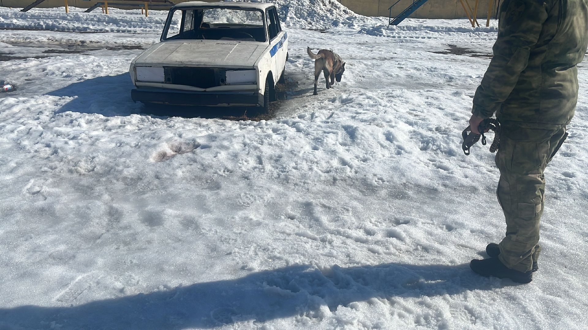 служебная собака, награда,