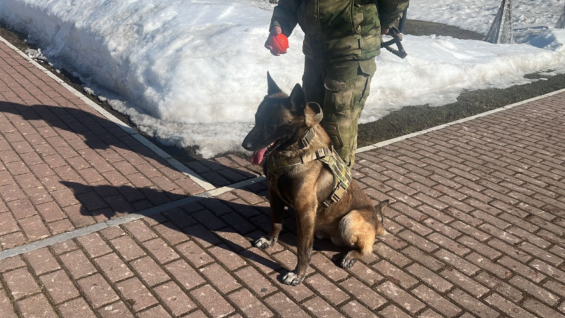 служебная собака, награда,