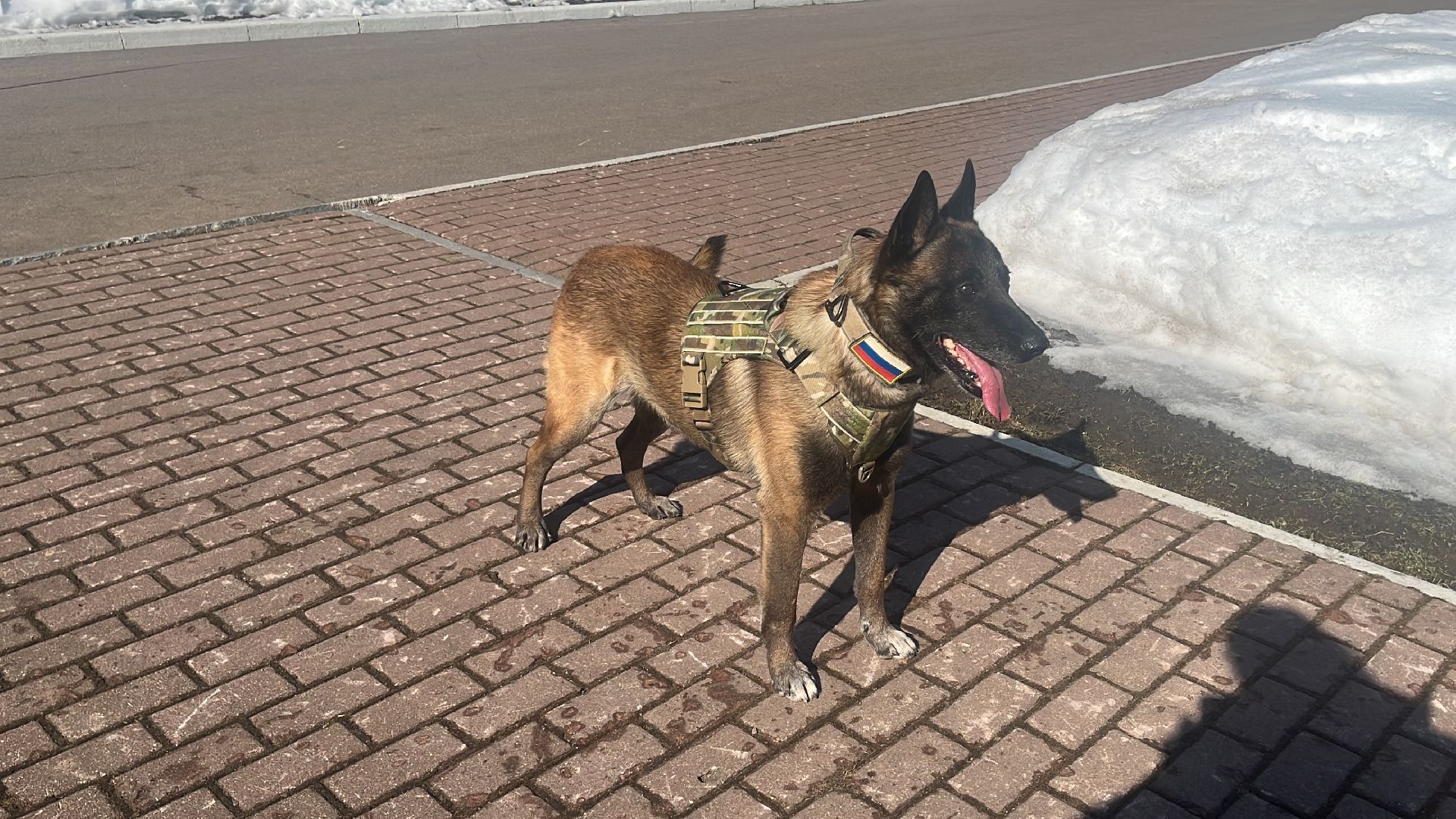 служебная собака, награда,