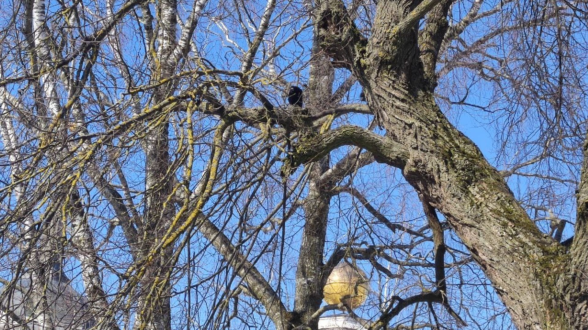 волоколамск, ярополец, пушкин, усадьба Гончаровых,