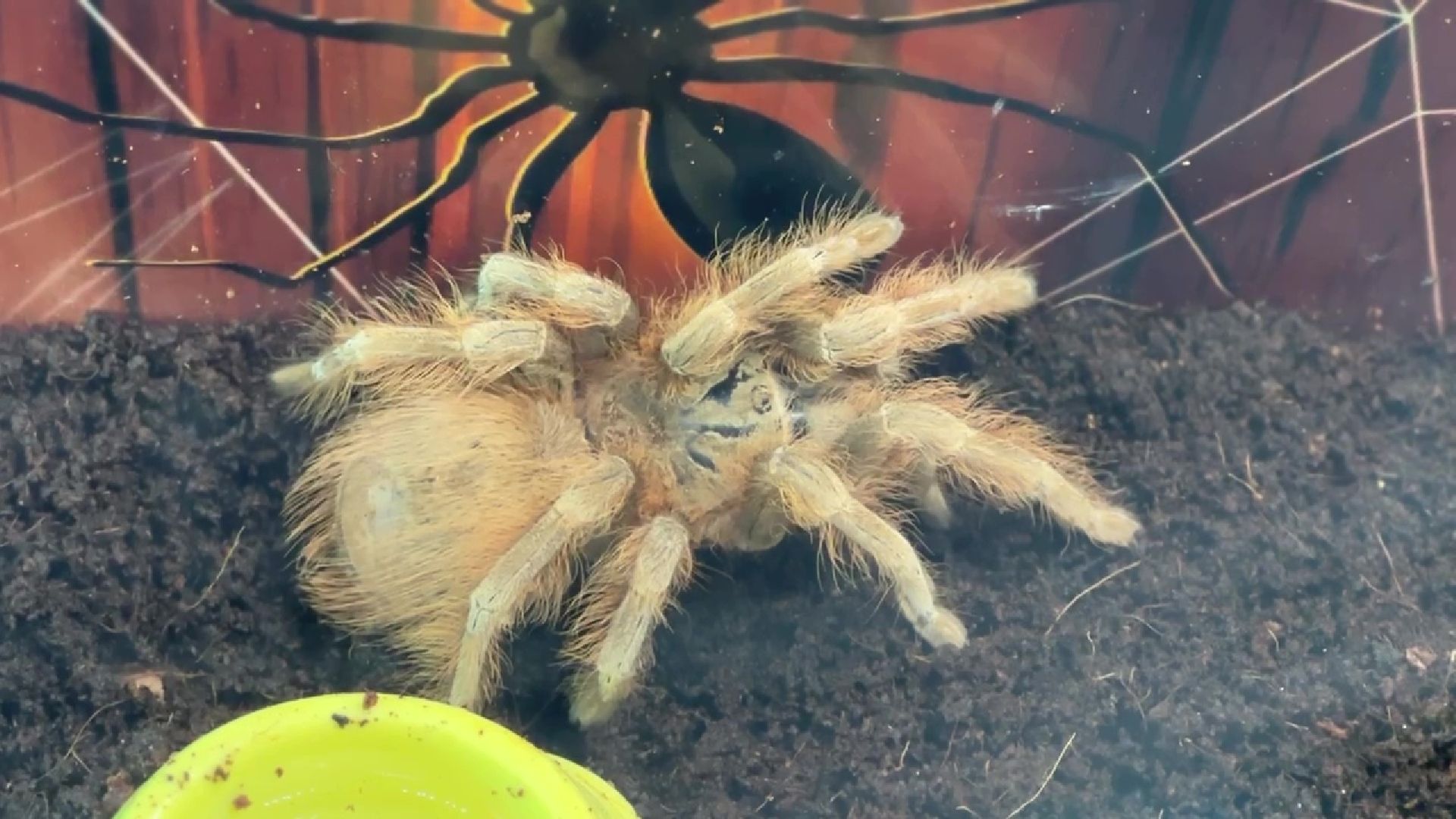 Реутов, музей, выставка, пауки, змеи,