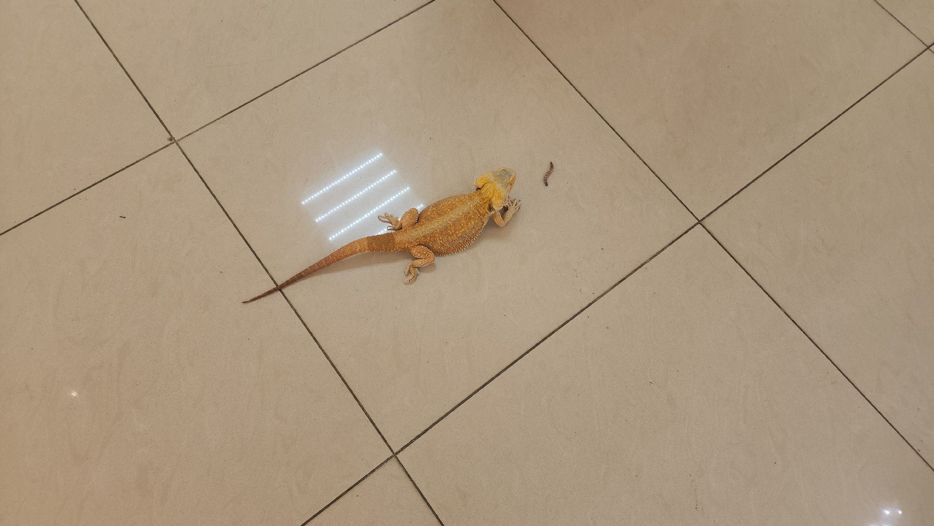 Реутов, музей, выставка, пауки, змеи,