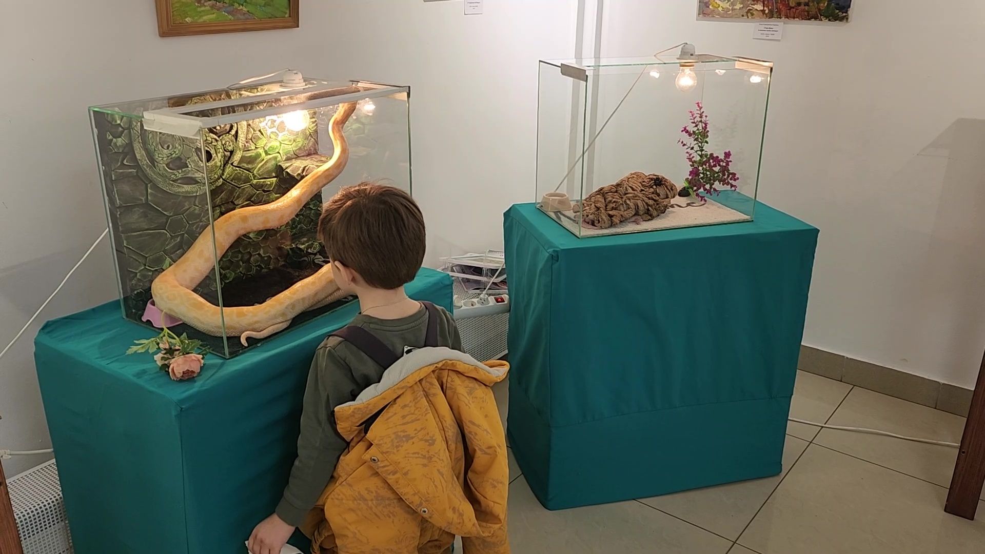 Реутов, музей, выставка, пауки, змеи,