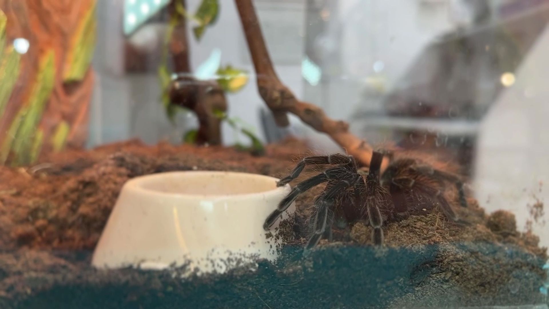 Реутов, музей, выставка, пауки, змеи,