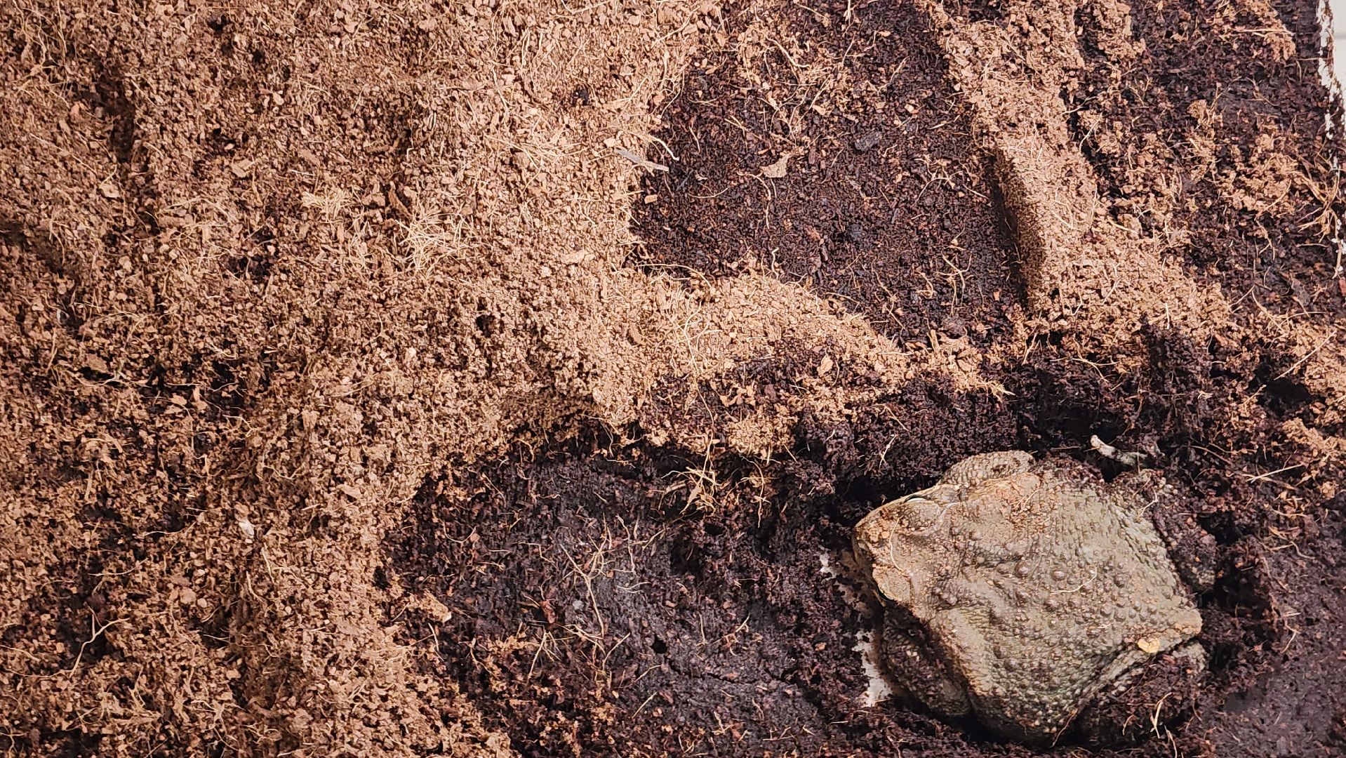 Реутов, музей, выставка, пауки, змеи,