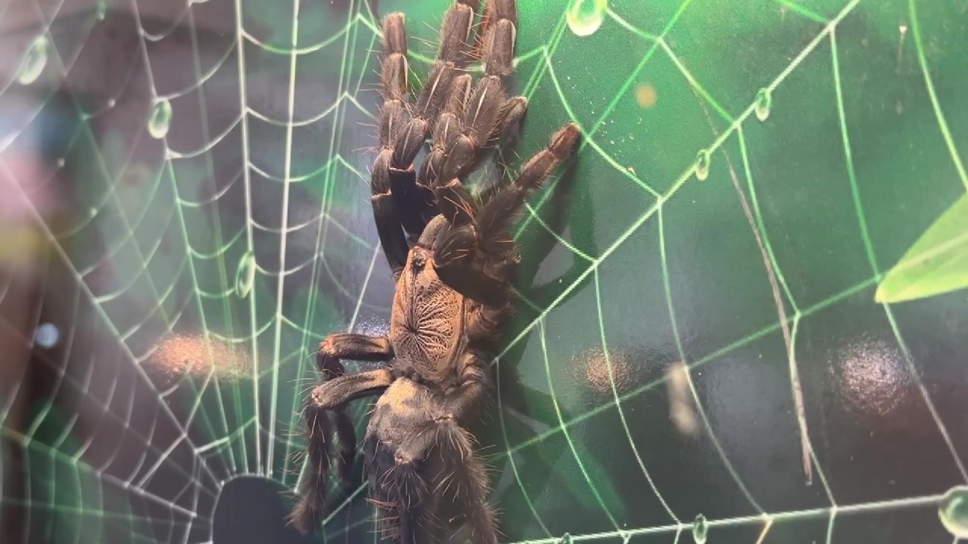 Реутов, музей, выставка, пауки, змеи,