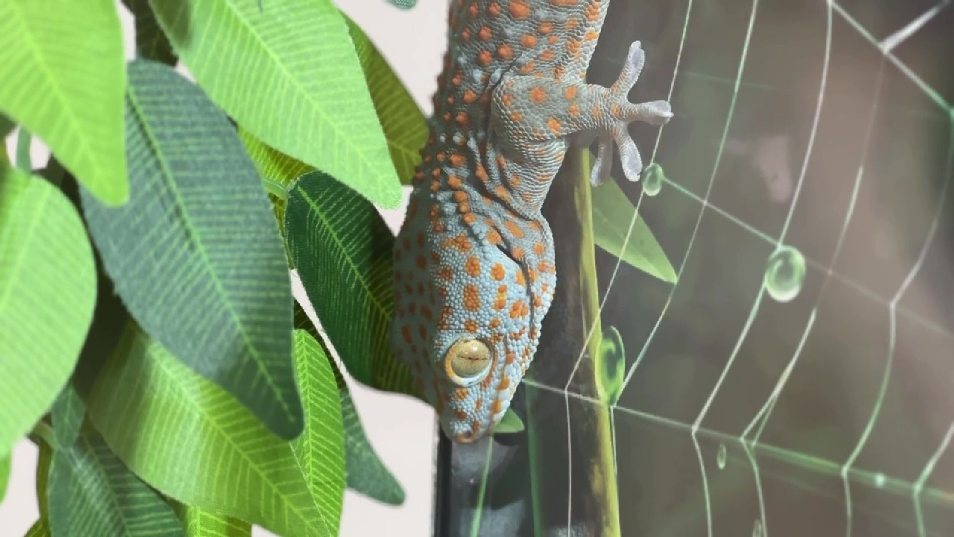 Реутов, музей, выставка, пауки, змеи,