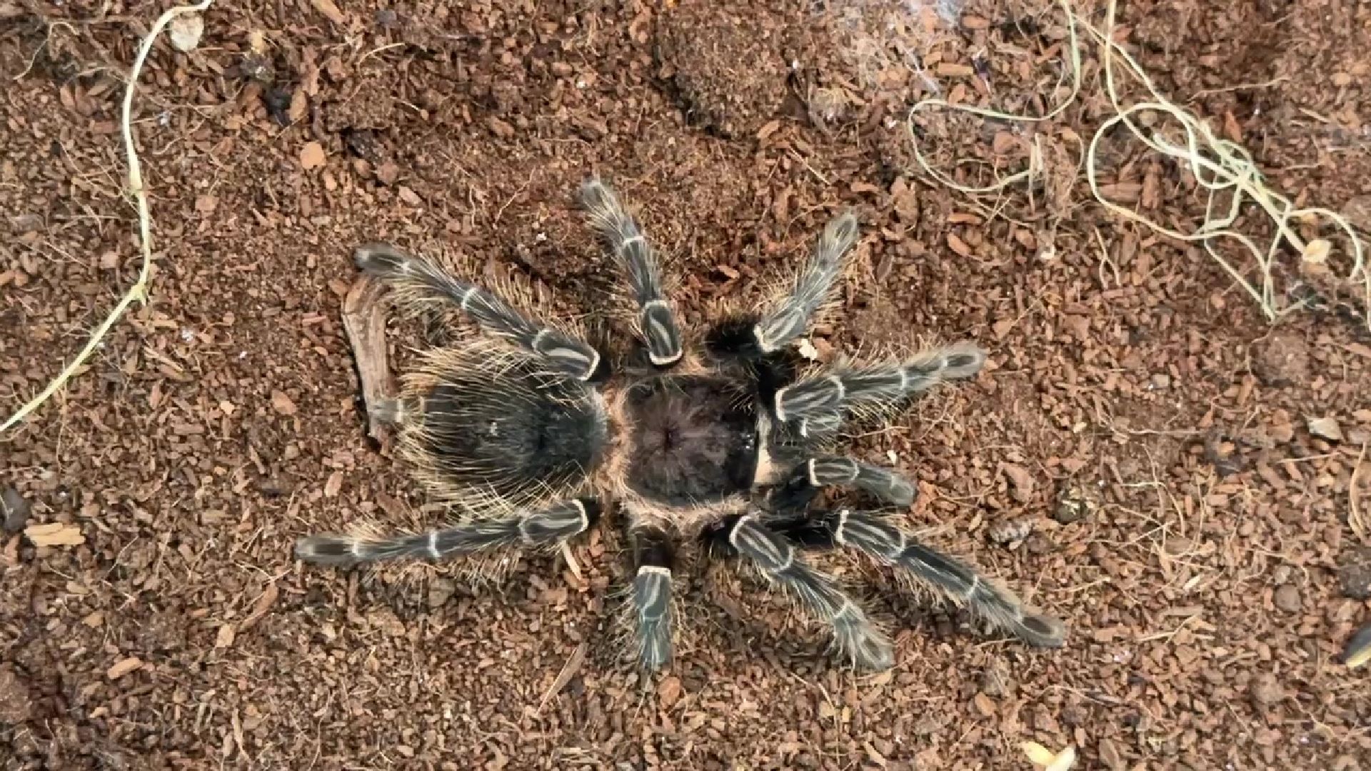 Реутов, музей, выставка, пауки, змеи,