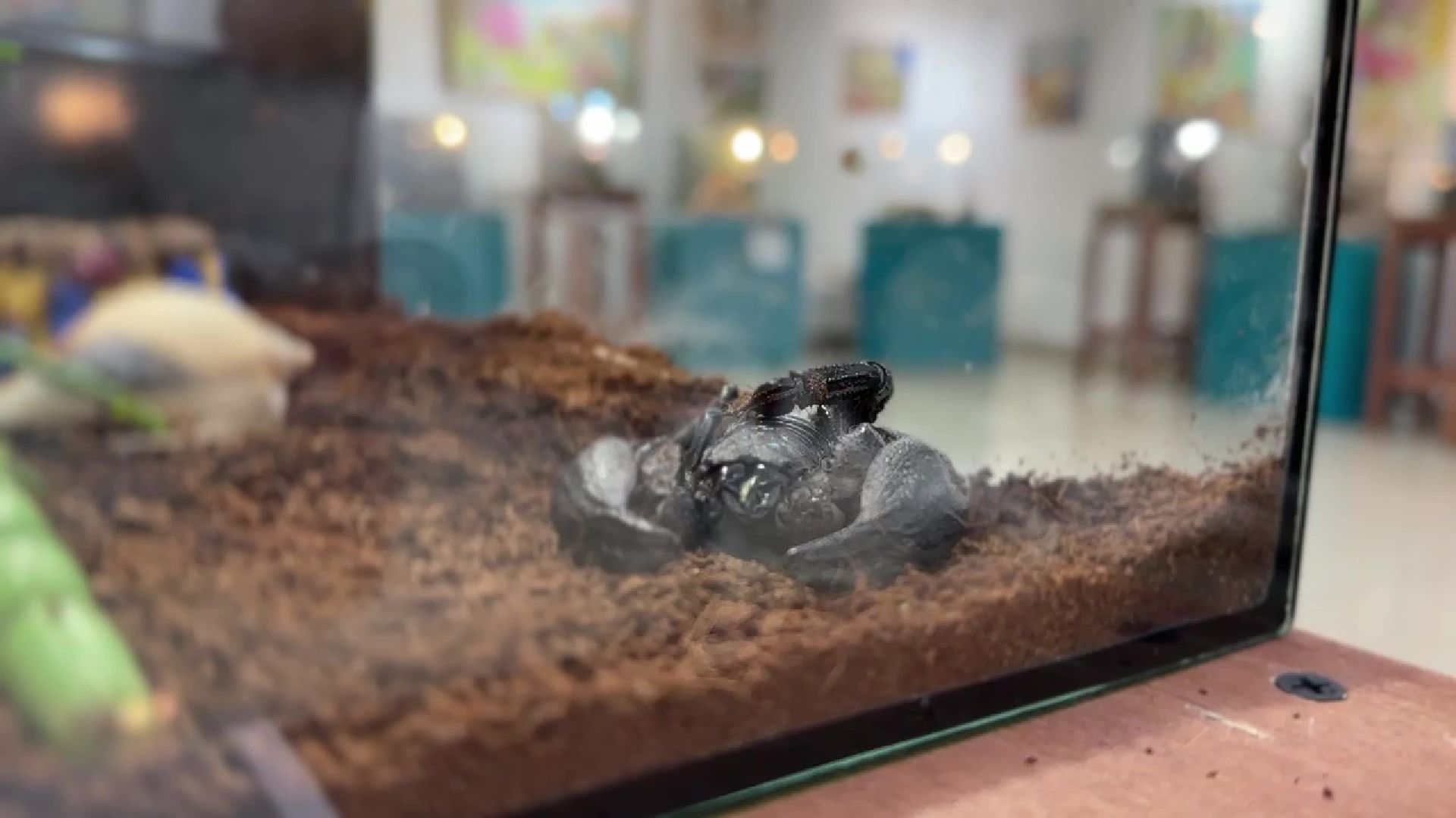 Реутов, музей, выставка, пауки, змеи,