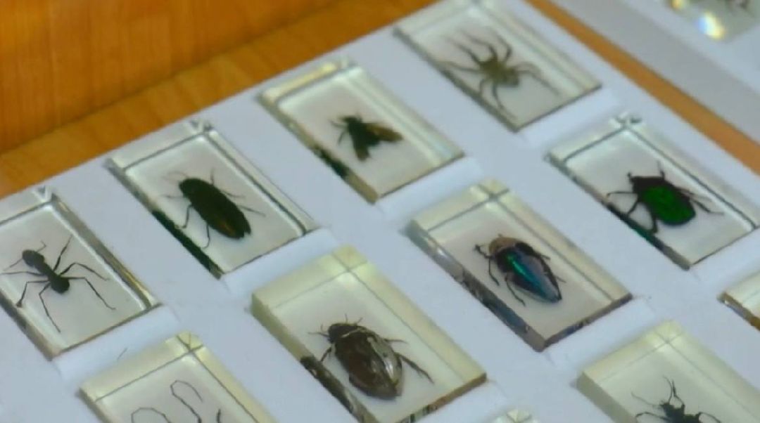 экоурок, школа, акция