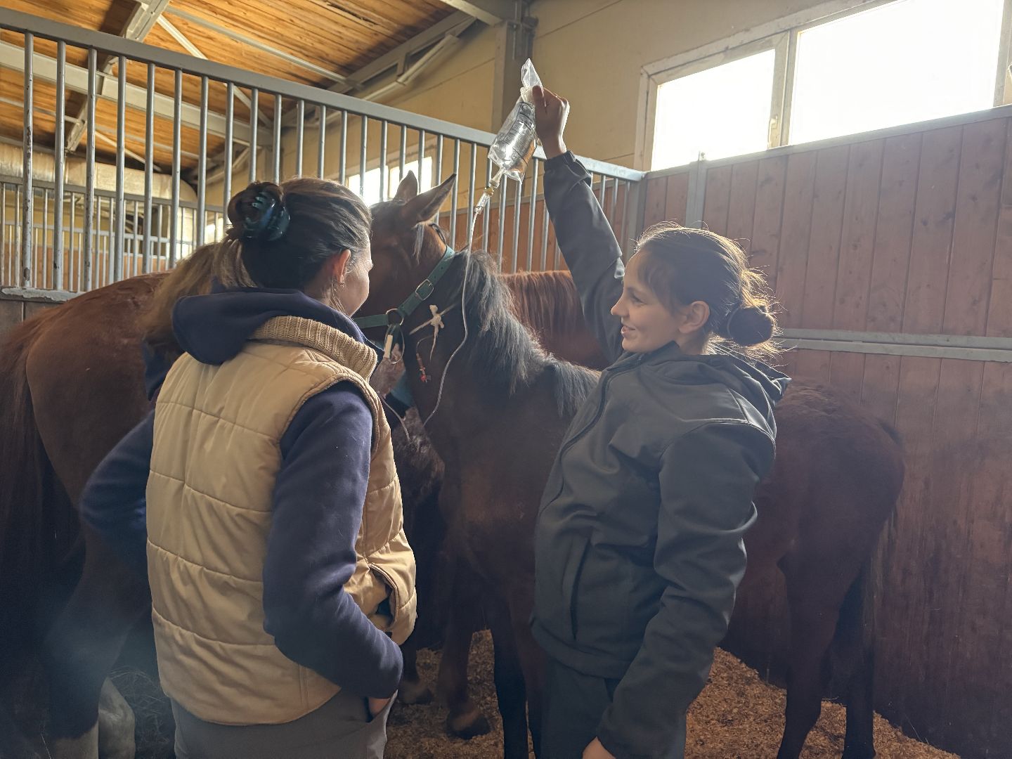 шаховская, ферма, лошади, ветеринария, конеферма,