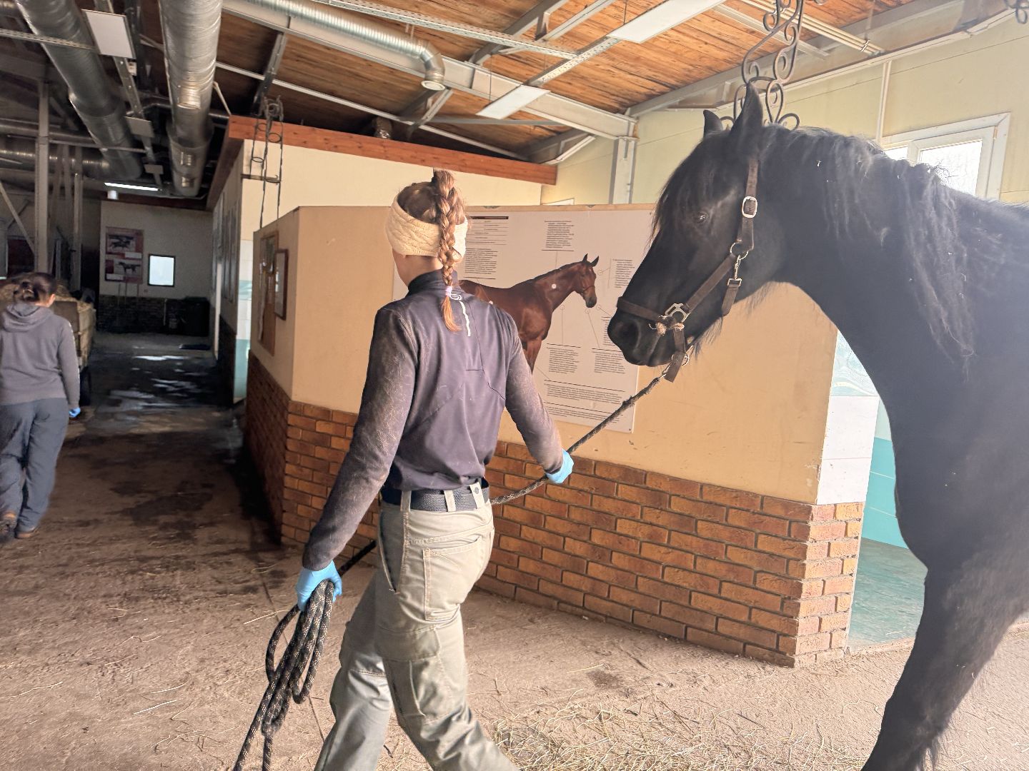 шаховская, ферма, лошади, ветеринария, конеферма,