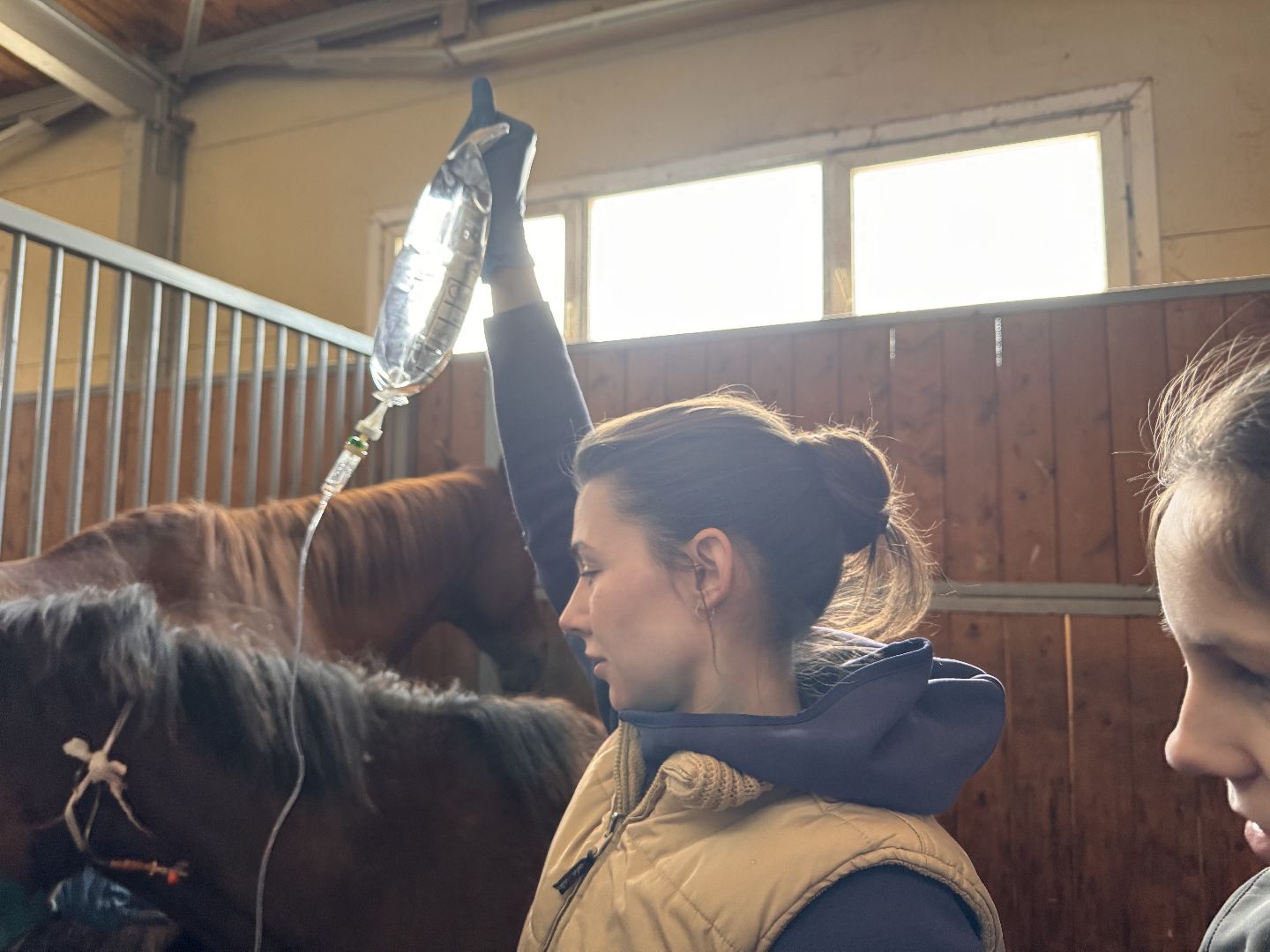 шаховская, ферма, лошади, ветеринария, конеферма,