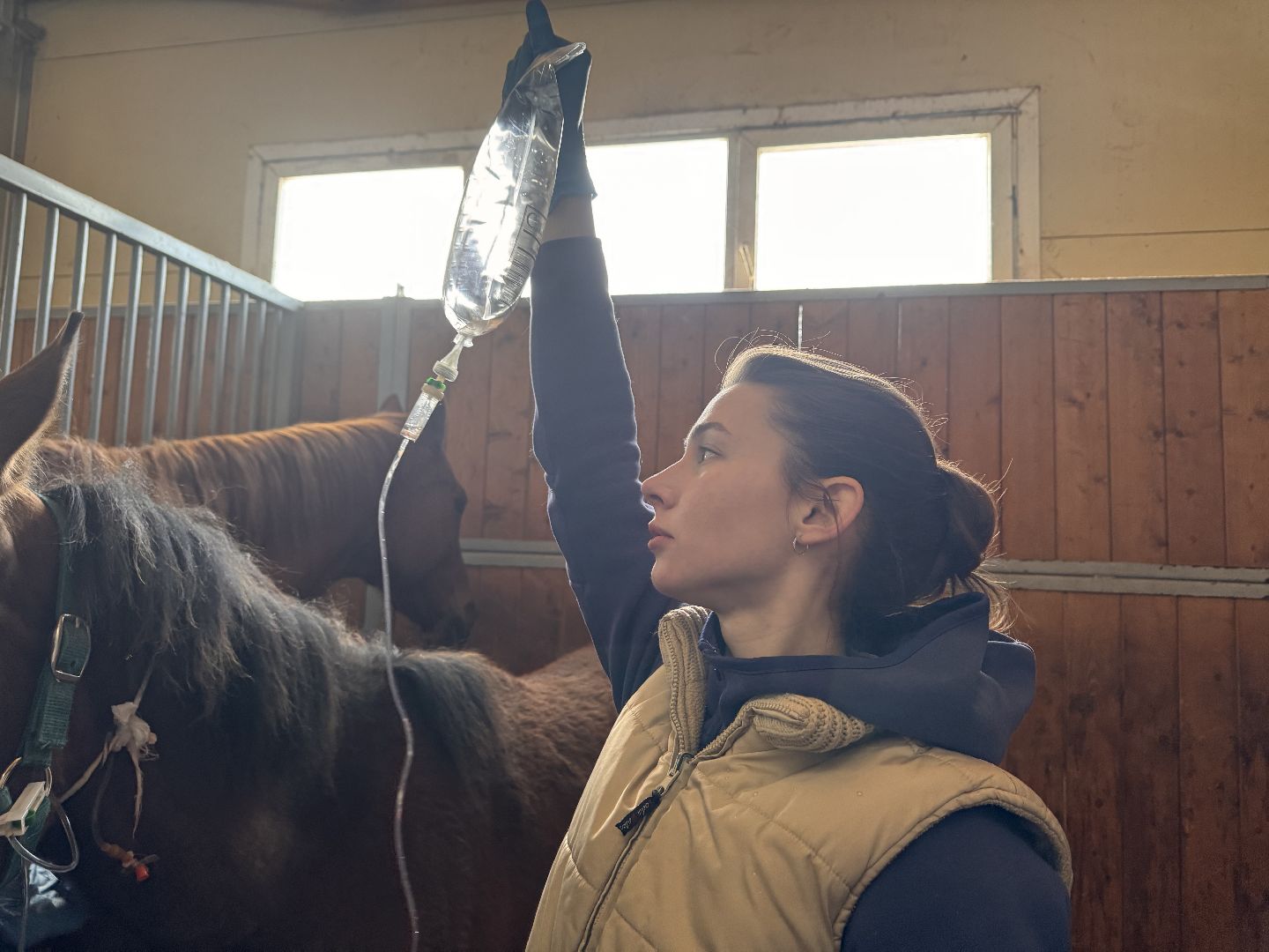 шаховская, ферма, лошади, ветеринария, конеферма,