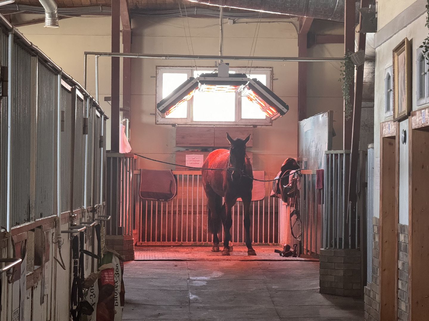 шаховская, ферма, лошади, ветеринария, конеферма,