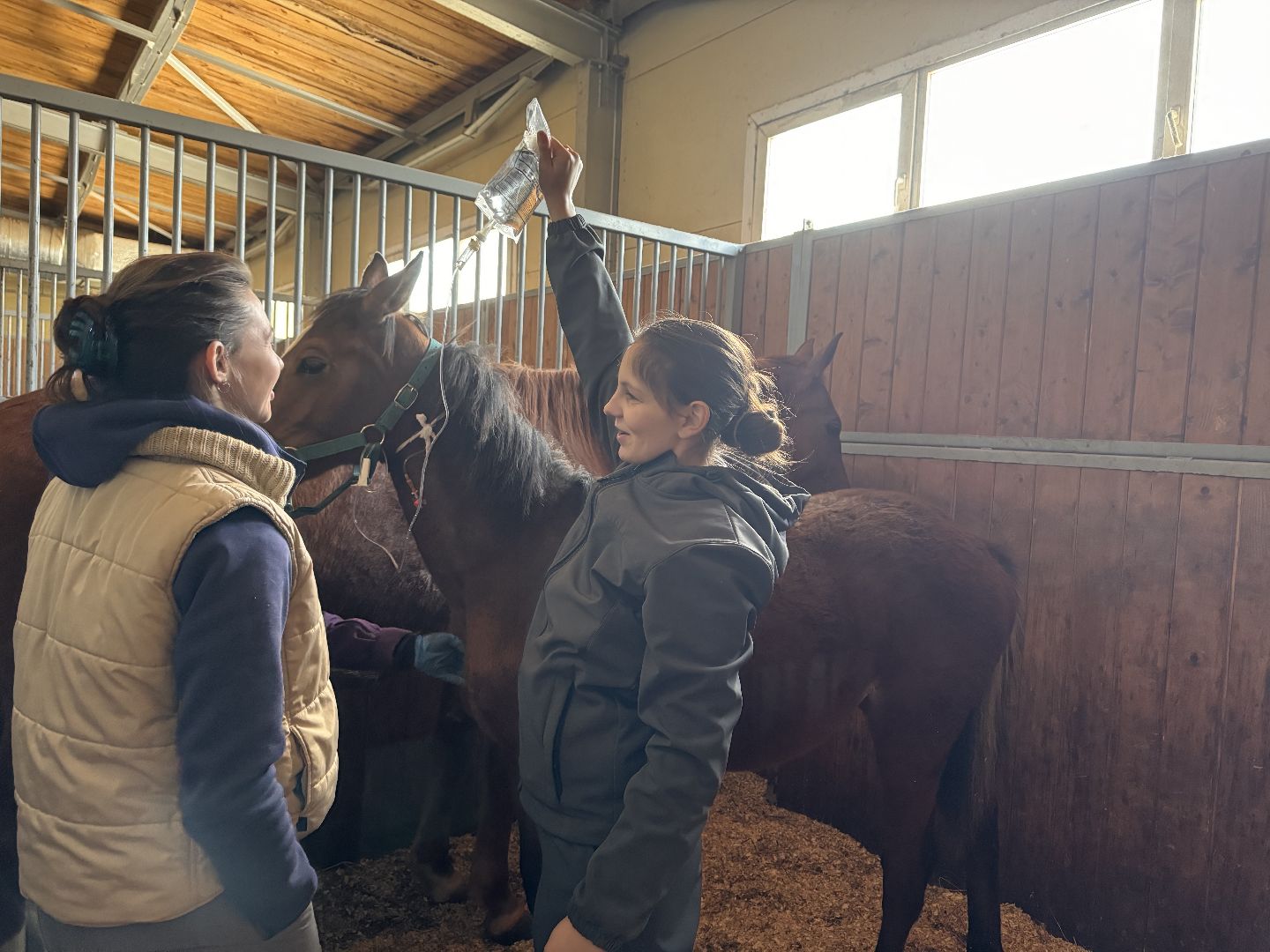 шаховская, ферма, лошади, ветеринария, конеферма,