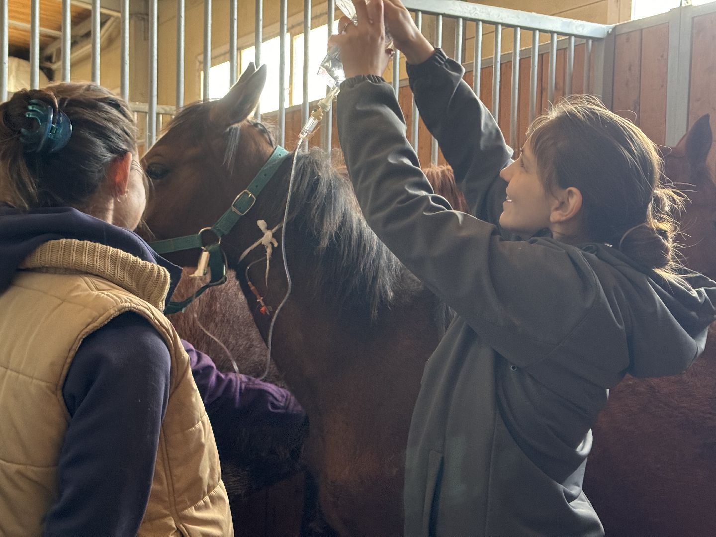 шаховская, ферма, лошади, ветеринария, конеферма,