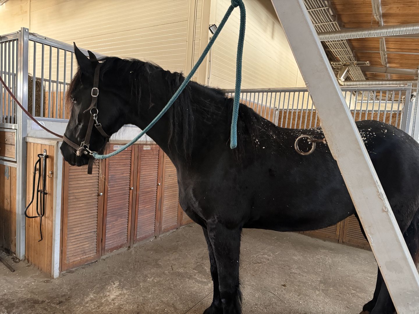 шаховская, ферма, лошади, ветеринария, конеферма,