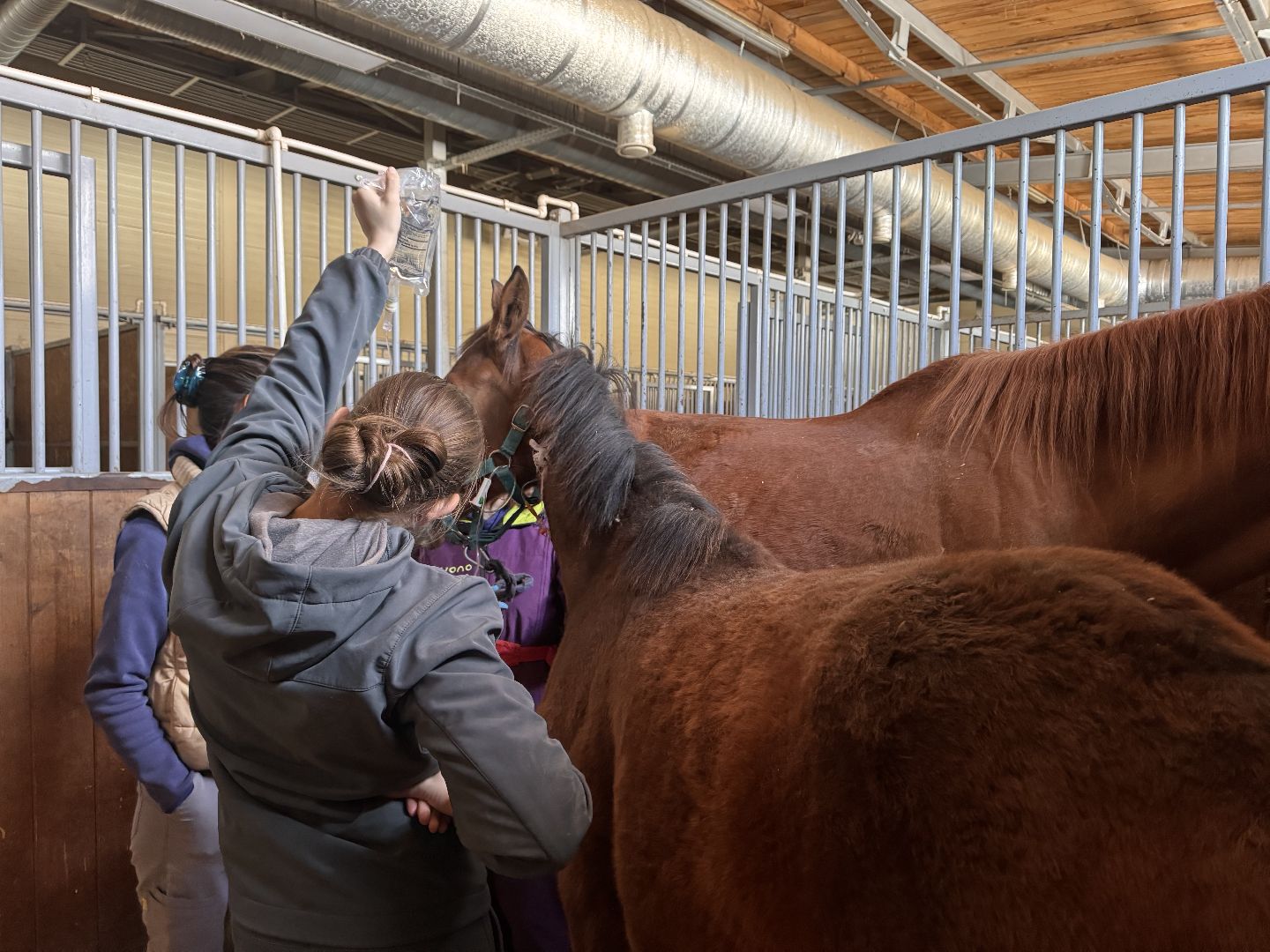 шаховская, ферма, лошади, ветеринария, конеферма,