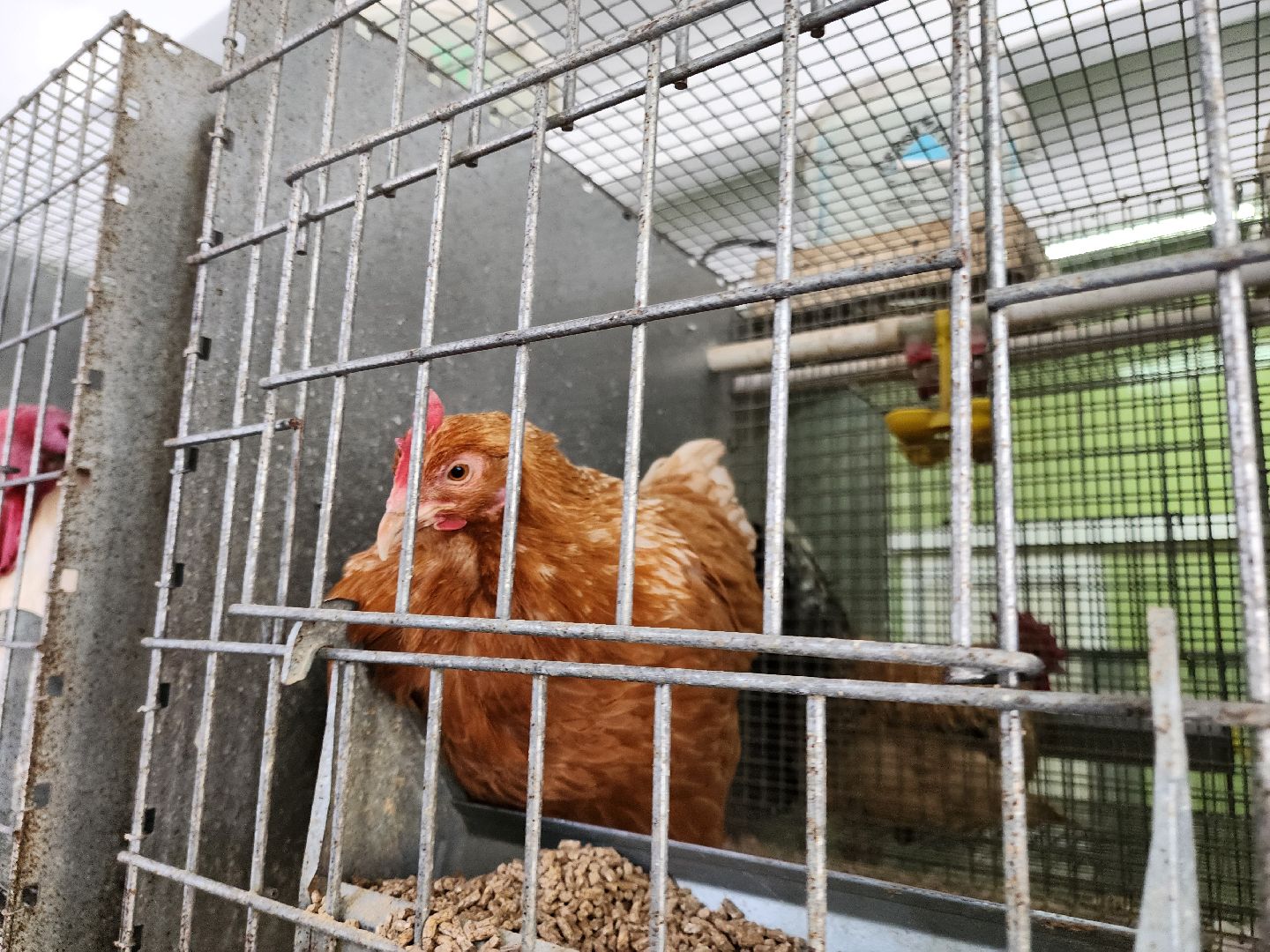 Наука, виж им эрнста, Генетика, Подольск,