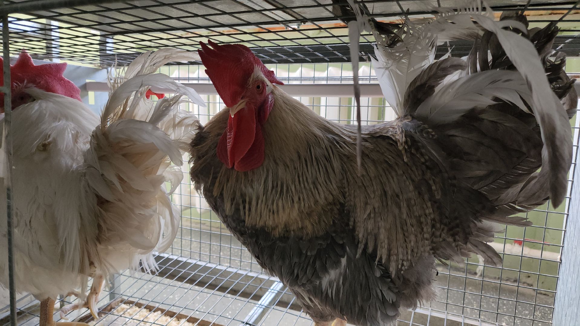 Наука, виж им эрнста, Генетика, Подольск,