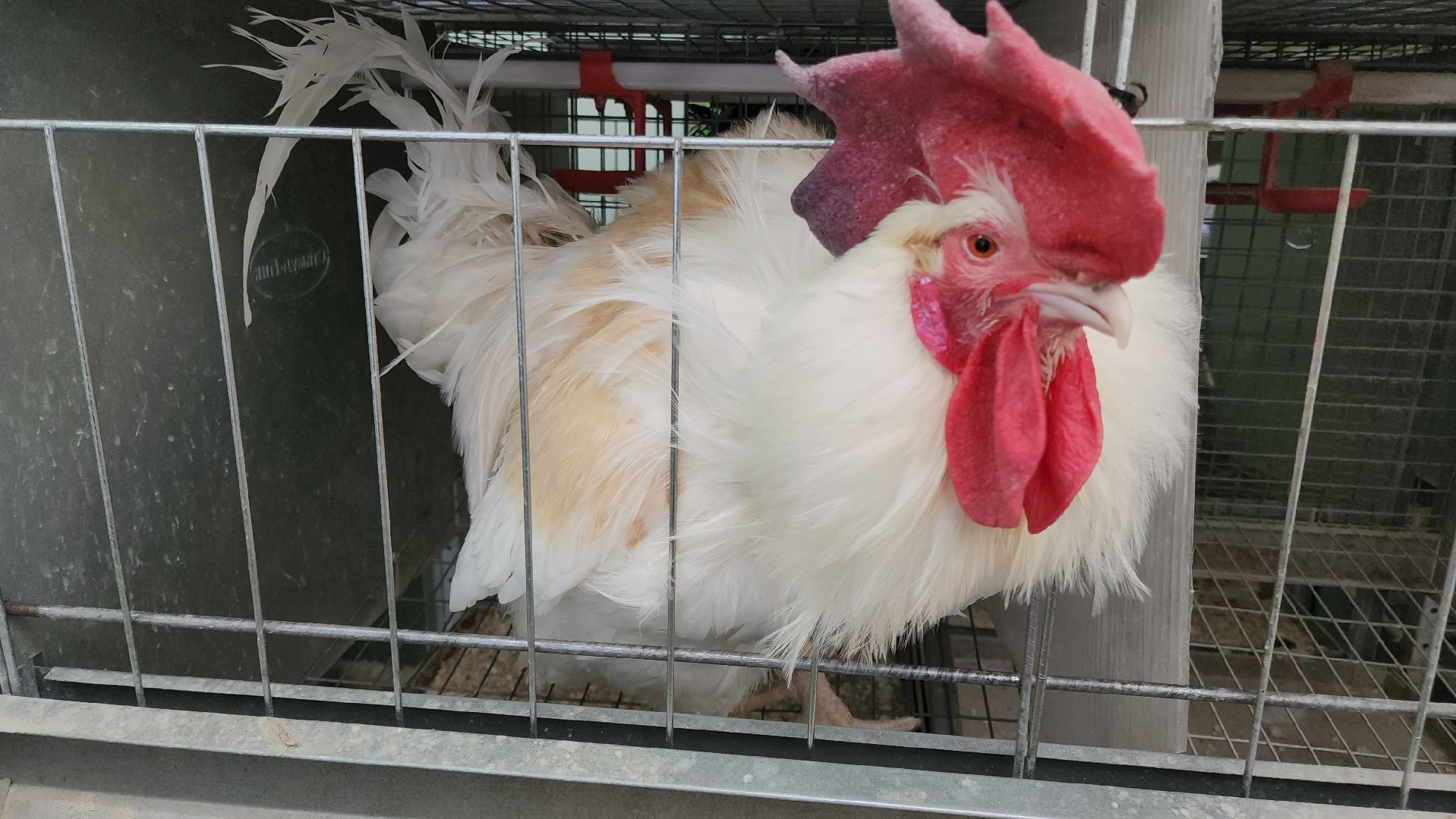 Наука, виж им эрнста, Генетика, Подольск,