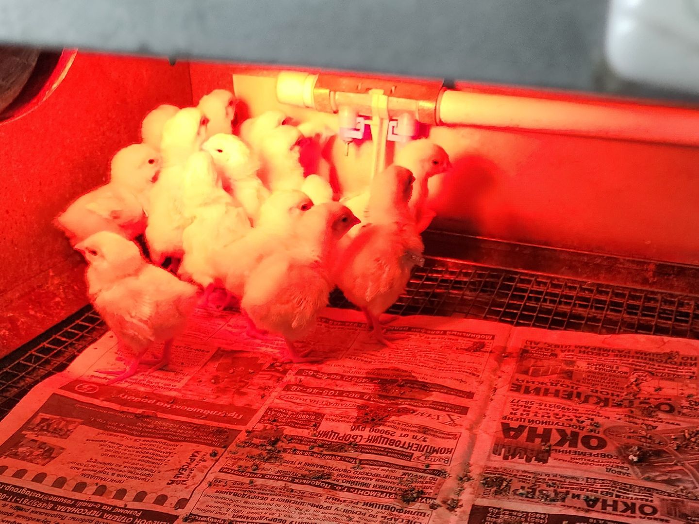 Наука, виж им эрнста, Генетика, Подольск,