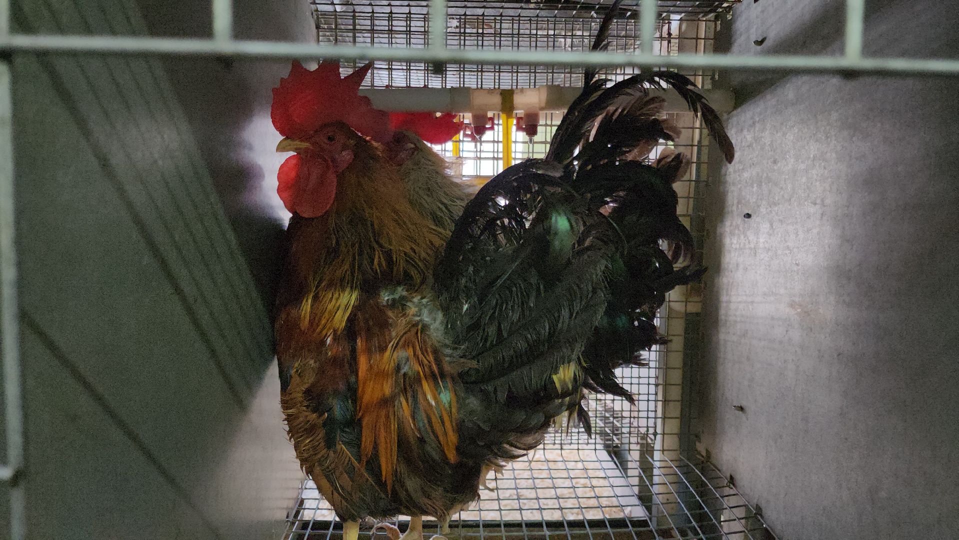 Наука, виж им эрнста, Генетика, Подольск,