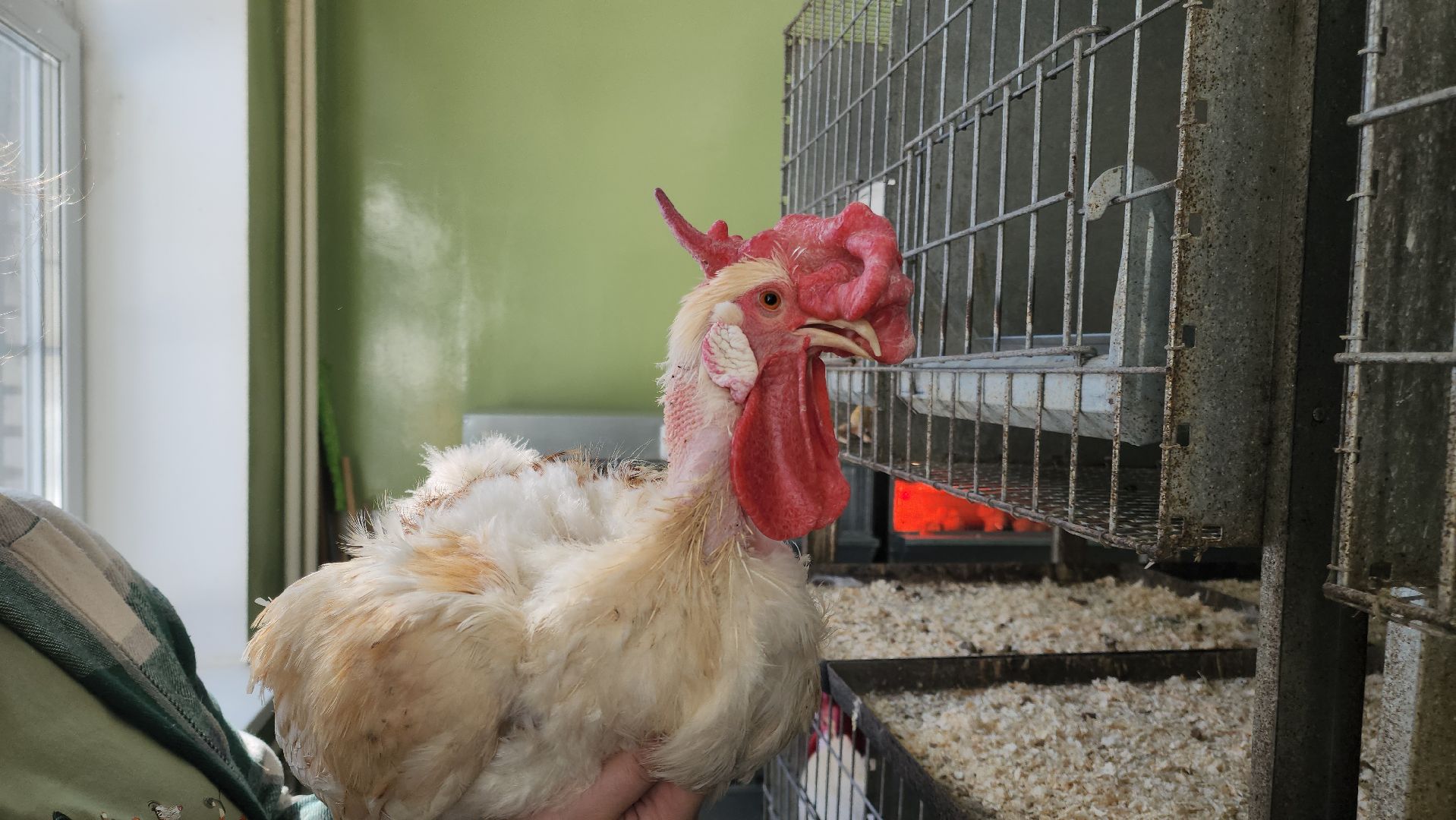 Наука, виж им эрнста, Генетика, Подольск,