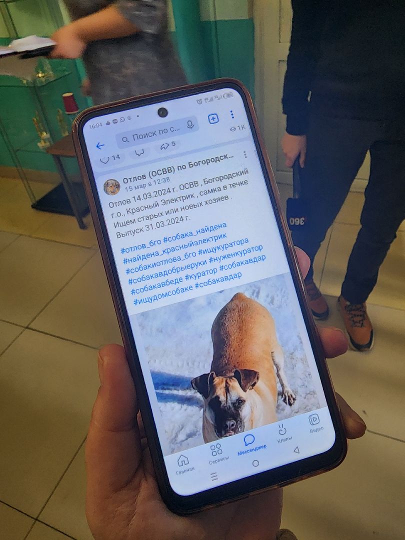 собака, ОСВВ, выездная администрация, Элеутроугли, Богородский городской округ,