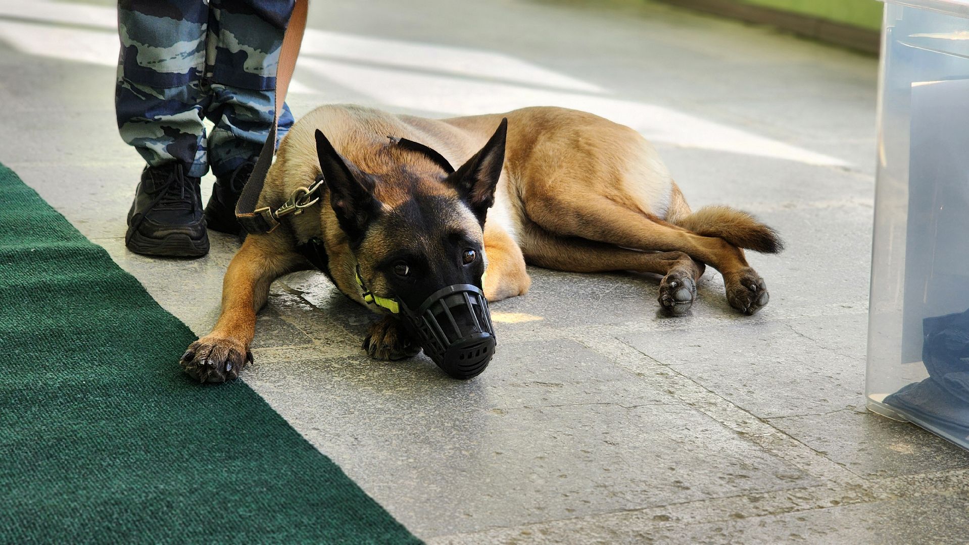 протвино, губернский колледж, кинологи, чемпионат профессионалы, образование,