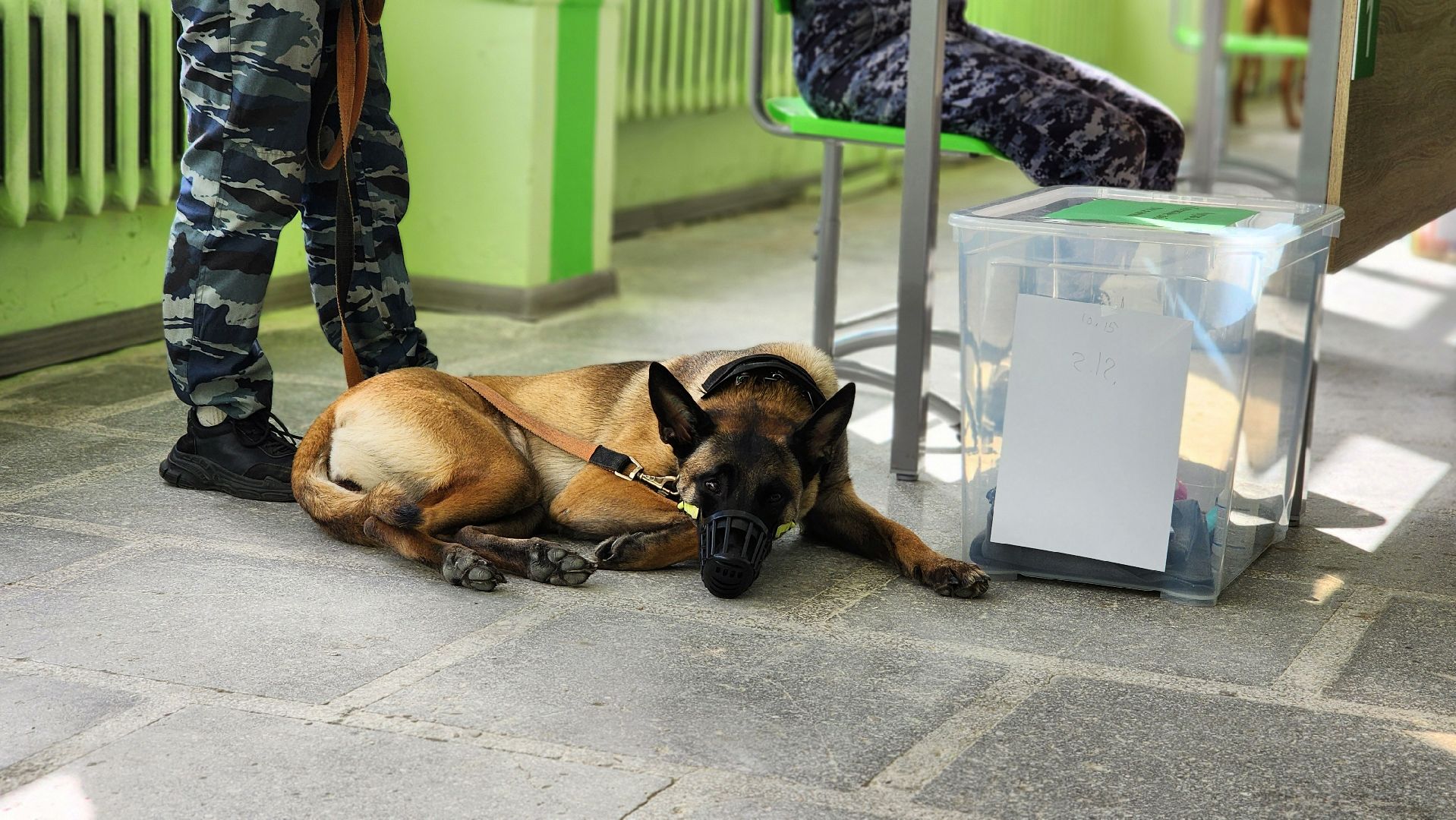 протвино, губернский колледж, кинологи, чемпионат профессионалы, образование,