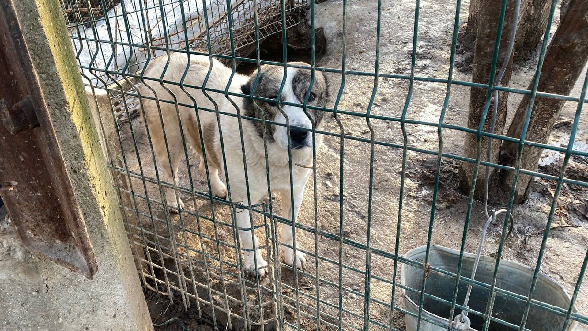 приют для животных, ленинский городской округ, собаки, потоп, чп подмосковье,