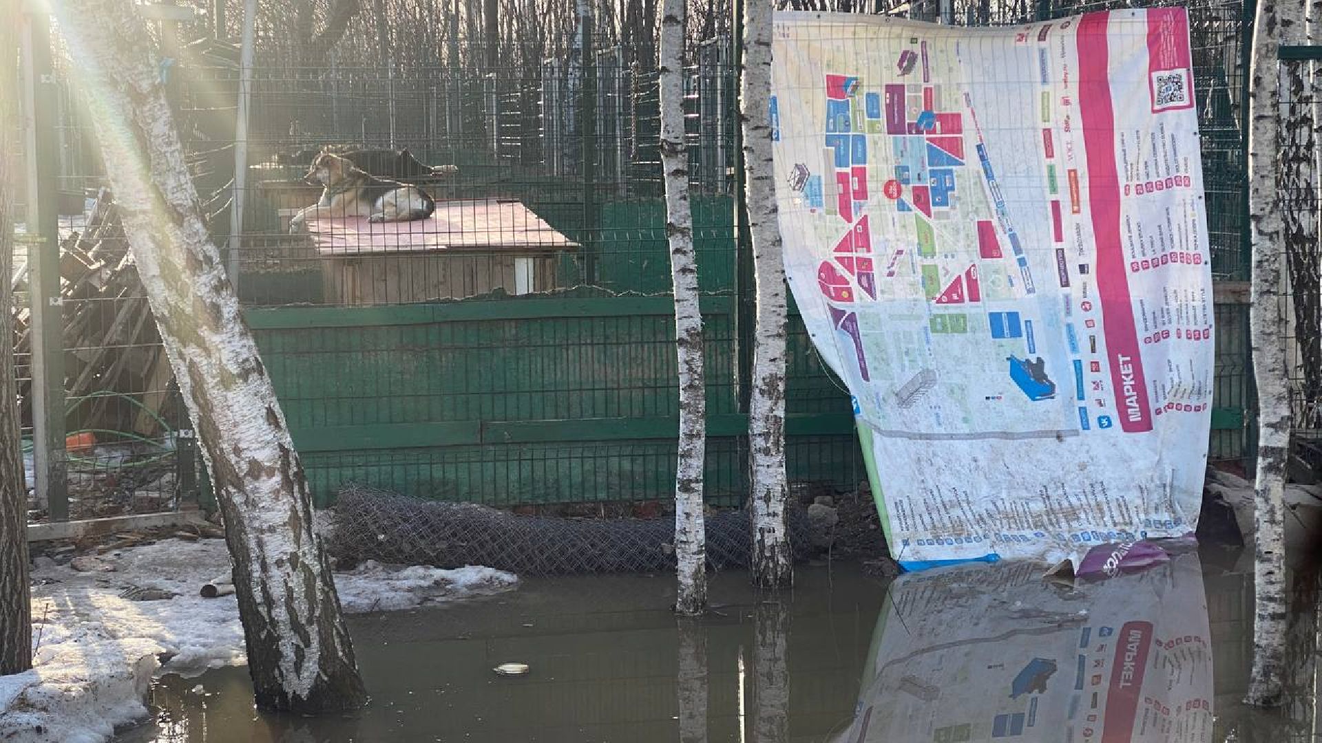 приют для животных, ленинский городской округ, собаки, потоп, чп подмосковье,