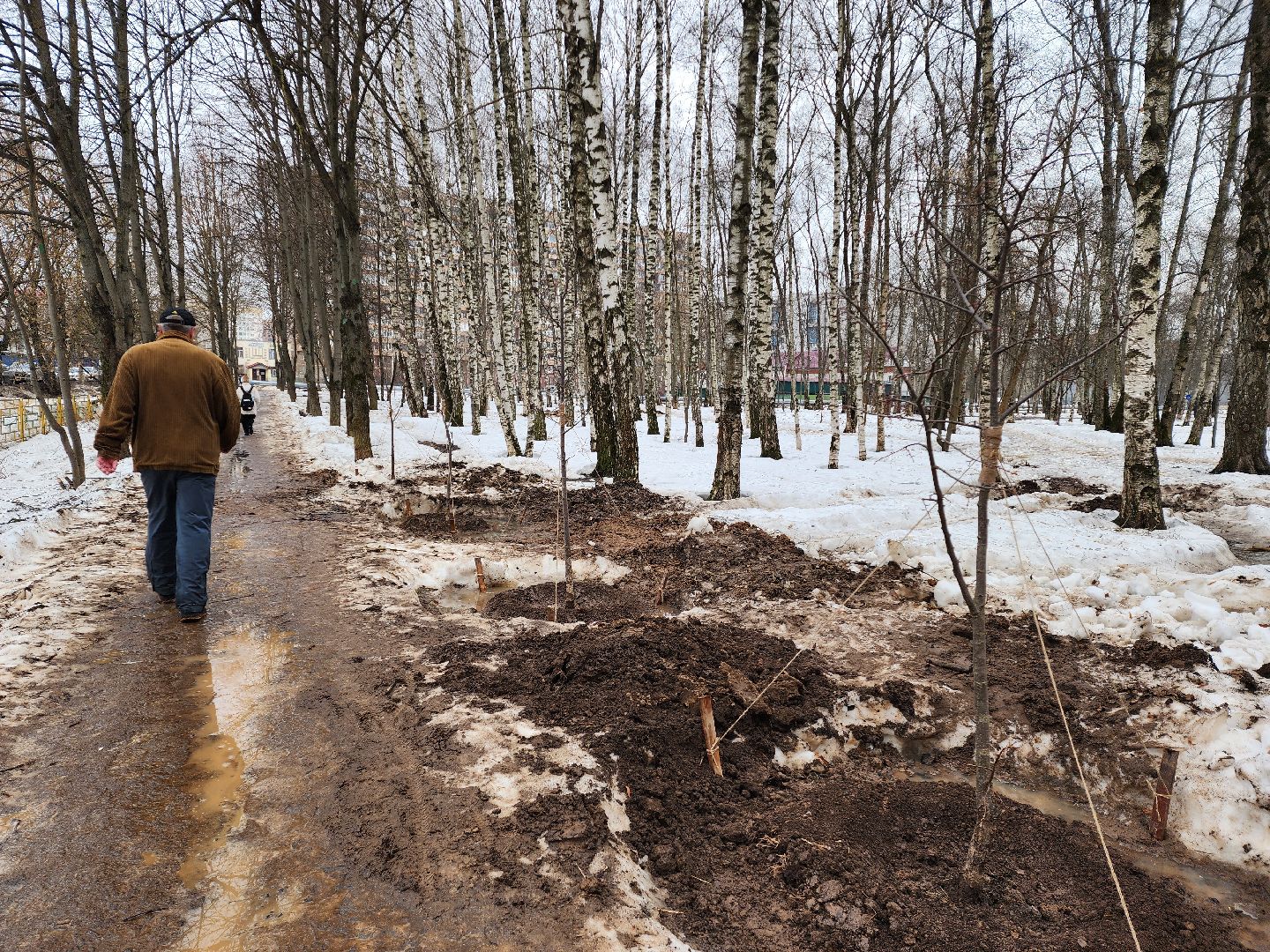 Деревья, Пересадка, лобня,