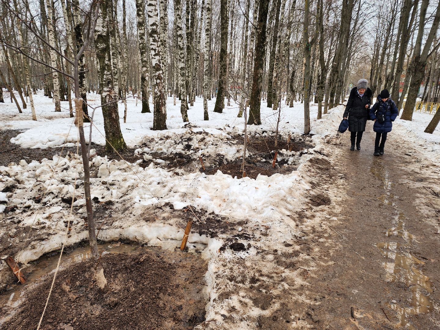 Деревья, Пересадка, лобня,