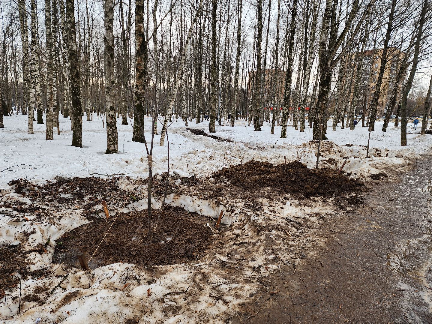 Деревья, Пересадка, лобня,